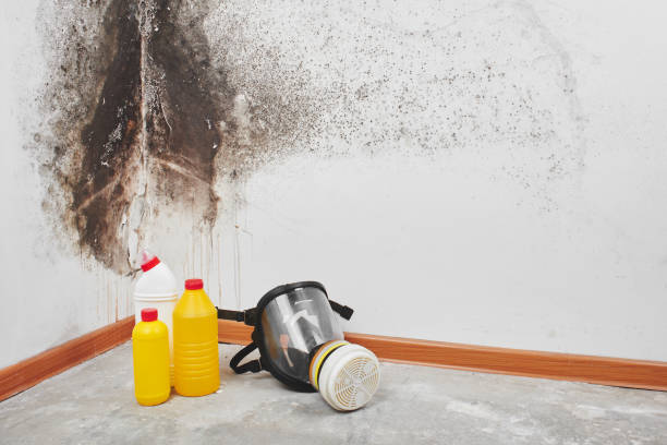 Best Attic Mold Removal  in Montegut, LA