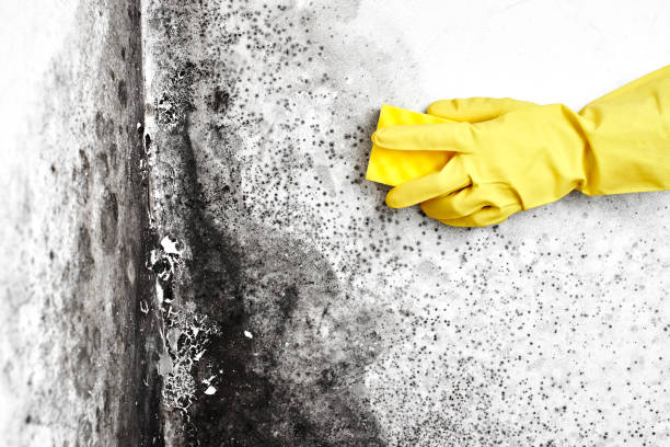 Best Local Mold Removal Service  in Montegut, LA