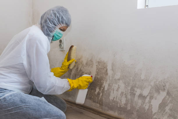 Mold Removal and Inspection in Montegut, LA
