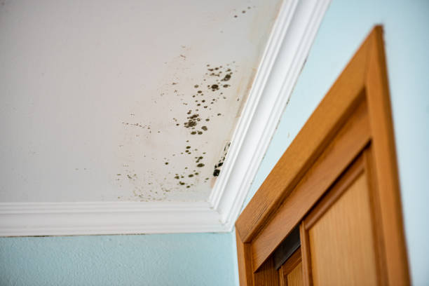Best Toxic Mold Removal  in Montegut, LA