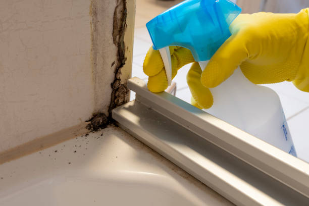 Best Office Mold Removal Services  in Montegut, LA