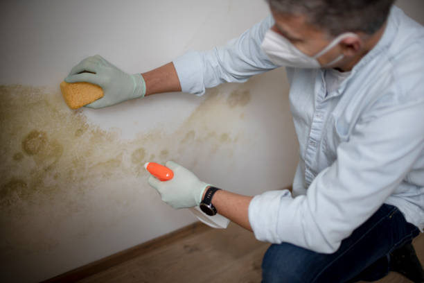 Professional Mold Removal in Montegut, LA