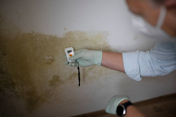 Best Mold Removal Company Near Me  in Montegut, LA