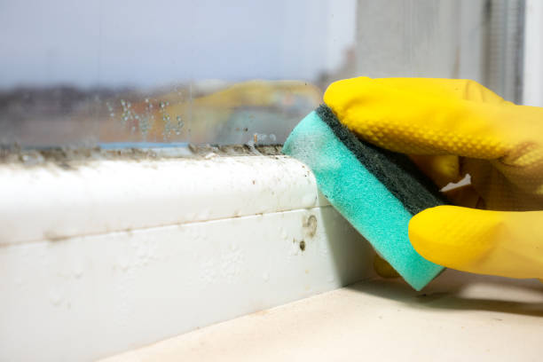 Best Mold Removal and Inspection  in Montegut, LA