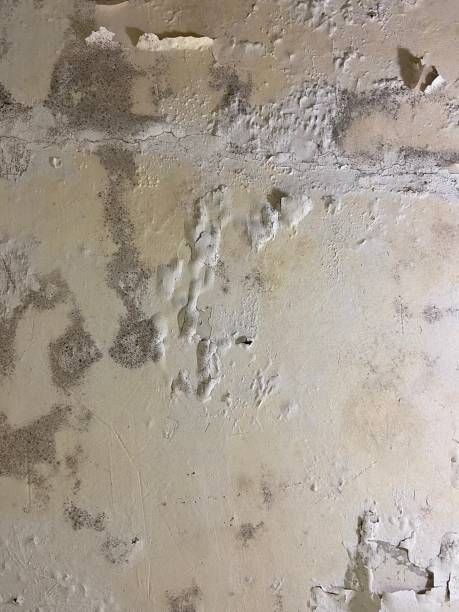Best Mold Testing  in Montegut, LA