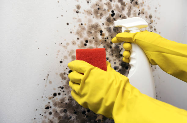 Best Best Mold Removal Companies  in Montegut, LA