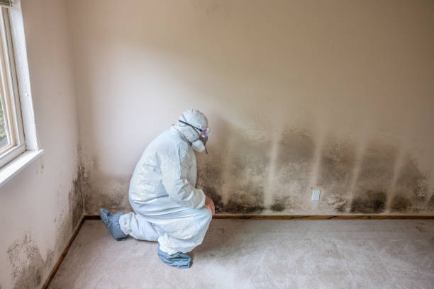 Home Mold Removal in Montegut, LA