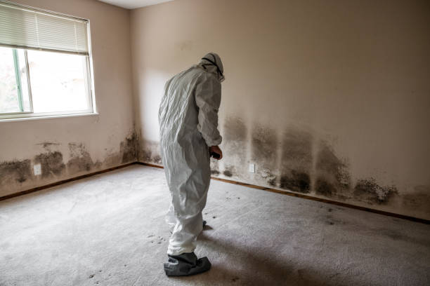 Best Commercial Mold Removal  in Montegut, LA