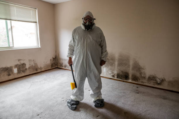 Attic Mold Removal in Montegut, LA