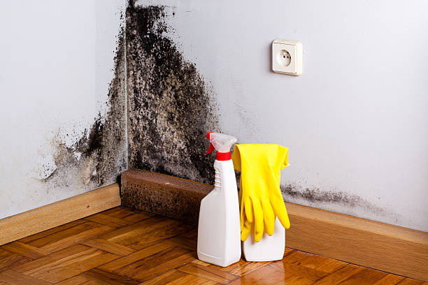 Best Mold Removal and Inspection  in Montegut, LA