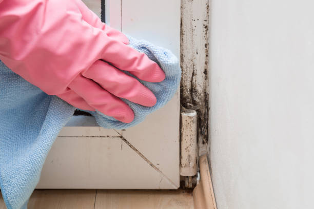 Office Mold Removal Services in Montegut, LA