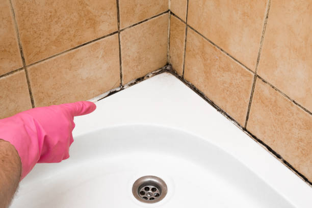 Best Mold Testing  in Montegut, LA