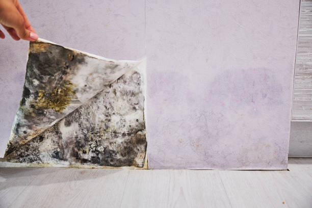 Best Emergency Mold Removal  in Montegut, LA